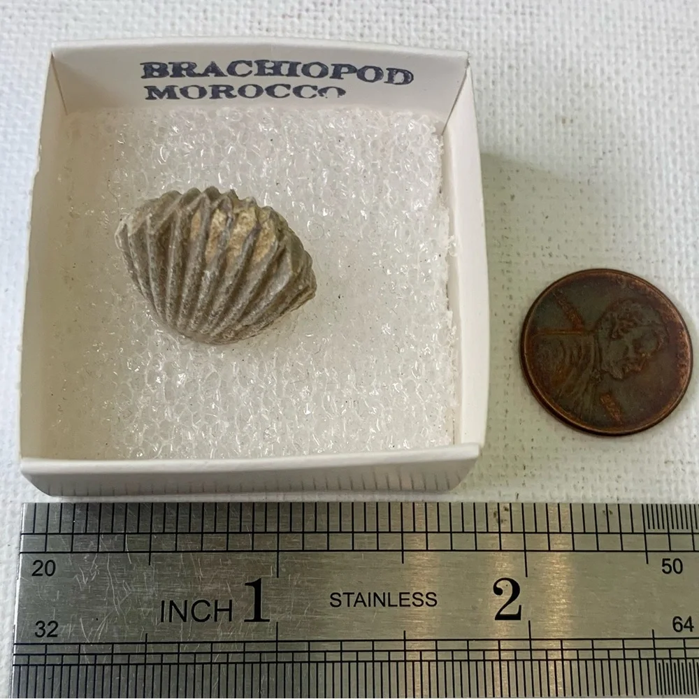 Brachiopod Fossil Rhynchoellida Boujdour Western Sahara Morocco Cretaceous Boxed